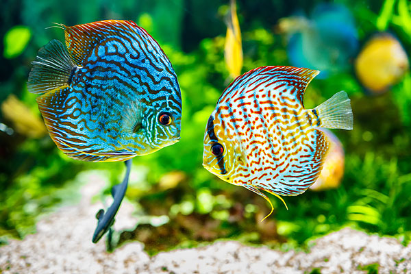 Assortiment gemakkelijk Antipoison Zoetwatervissen – Aquarium Neon: vissen, aquaria en toebehoren