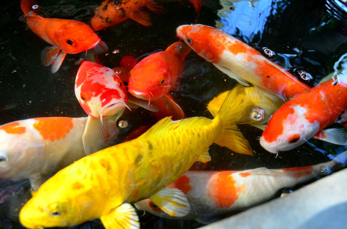 Vijvervissen – Aquarium Neon: vissen, aquaria en