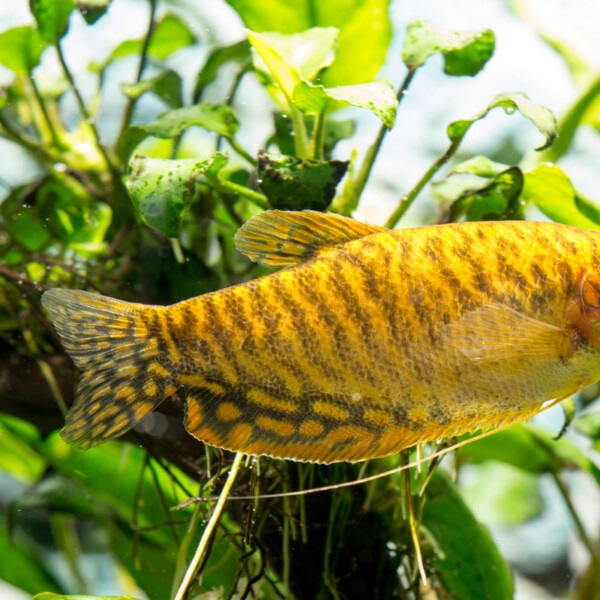 500g Aquarium Fish Tank Filtre Média Anneaux En Céramique Charbon Actif Bio  Boules Eau Claire Avec Sac Filet Gratuit - Temu Belgium