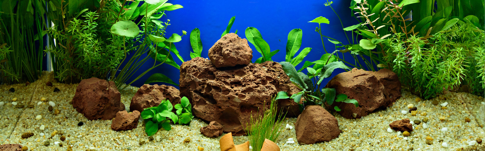 gevolgtrekking Uitsluiten Moment Aquarium op maat inrichten – Aquarium Neon: vissen, aquaria en toebehoren