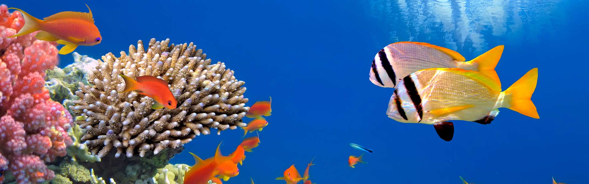Aquarium Neon: aquaria toebehoren Zoetwatervissen, zoutwatervissen, vijvervissen, planten, accessoires