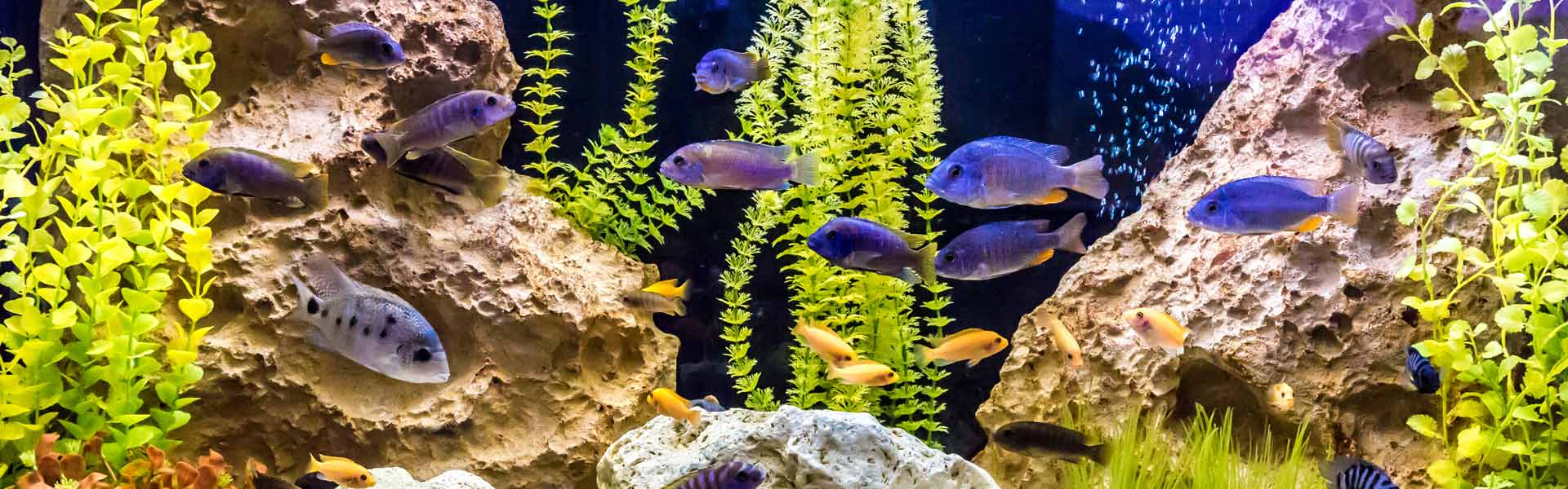 Academie Diplomaat Reageren Aquarium Neon: vissen, aquaria en toebehoren – Zoetwatervissen,  zoutwatervissen, vijvervissen, planten, accessoires
