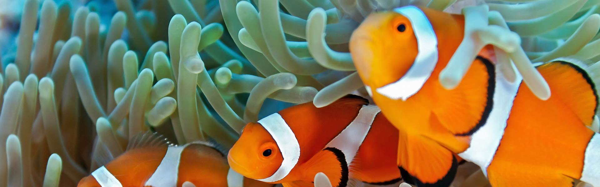 Zeewatervissen – Aquarium Neon: vissen, aquaria toebehoren
