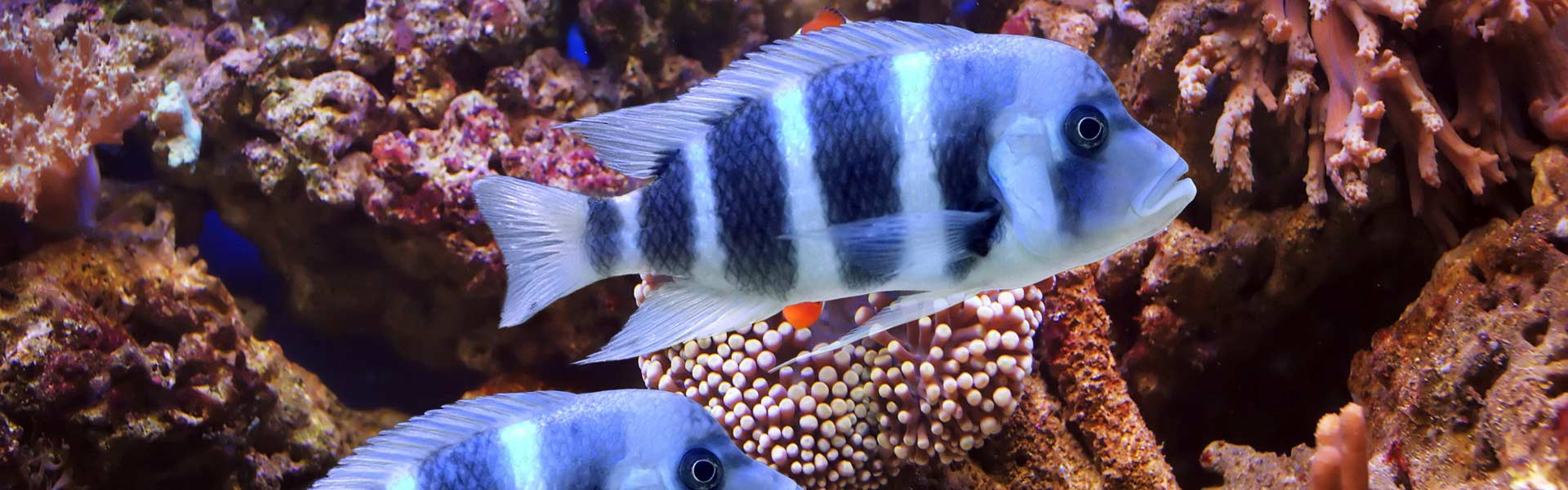 Decoratief Symmetrie paling Zoetwatervissen – Aquarium Neon: vissen, aquaria en toebehoren