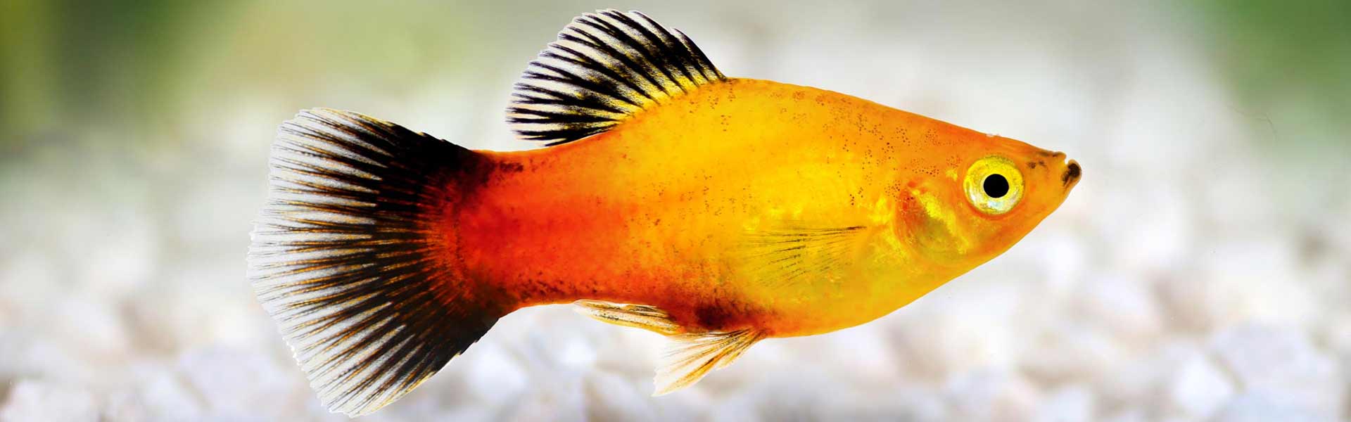 Vissen kopen voor je aquarium: welke soorten passen bij mij? -Pets Place
