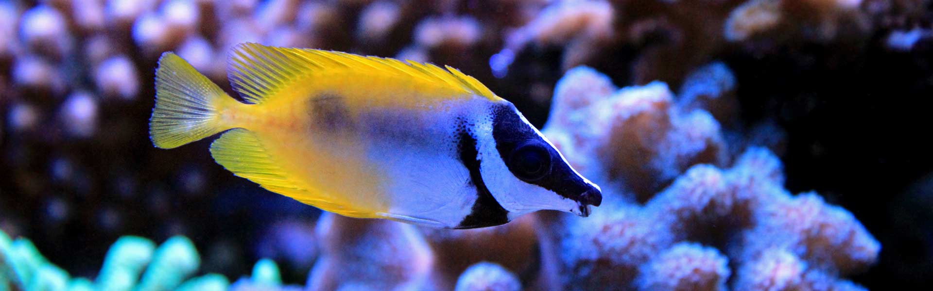 Beweegt niet dubbellaag Stun Zoutwatervissen – Aquarium Neon: vissen, aquaria en toebehoren