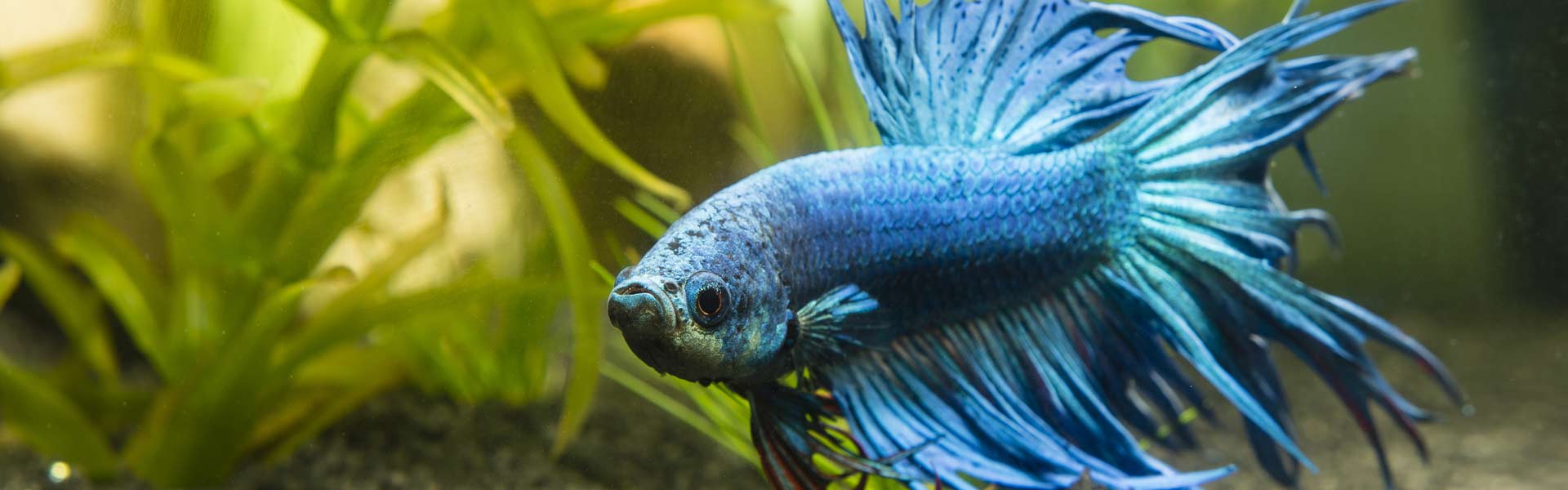 Assortiment gemakkelijk Antipoison Zoetwatervissen – Aquarium Neon: vissen, aquaria en toebehoren